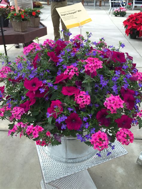 Growing lantana in containers tips on caring for lantana in pots – Artofit