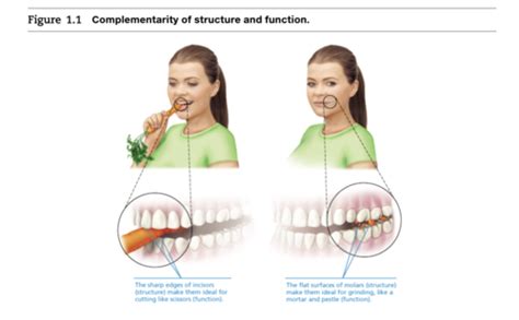 Image result for Complementarity of Structure and Function