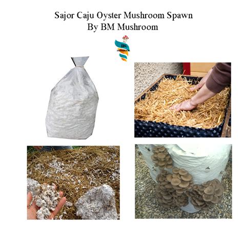 Sajorcaju Oyster mushroom Spawn (Lentinus sajor-caju) Grey Oyster – BM ...