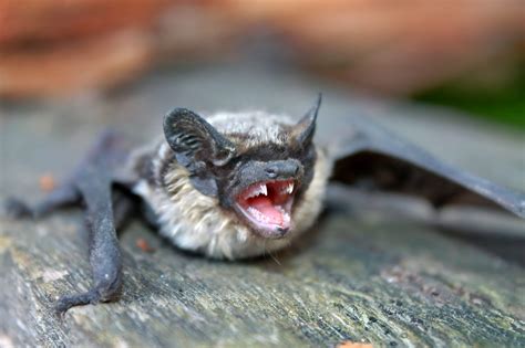 Evolutionary secrets: How bat teeth adapted to their diverse diets - Earth.com