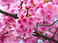 fior di ciliegio fiore di ciliegio significato dei fiori fior di ciliegio fiore di ciliegio significato dei fiori