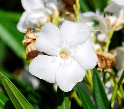Flowers by Name-N-new guinea impatiens