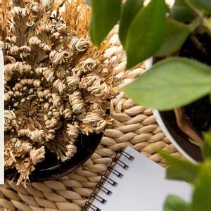 FREE Rose of Jericho with Purchase, Alternative Alchemist, Milnesville ...