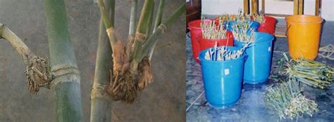 Bamboo Propagation using Branch cuttings | Bamboo Info