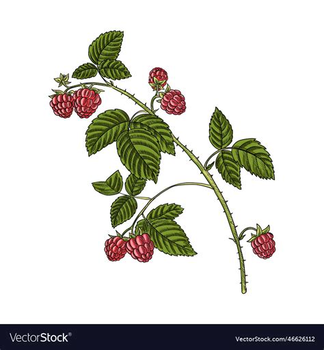 Image result for Raspberry Branch Line Drawing