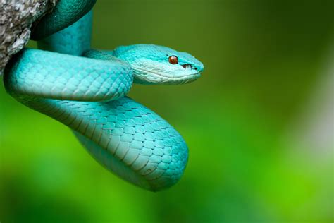 Blue Pit Viper Image | National Geographic Your Shot Photo of the Day ...