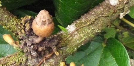 Descrita una especie desconocida de árbol de Panamá, un nuevo tipo de ...