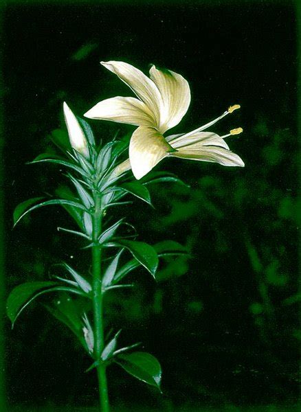 Mental opening : spiritual meaning of flower by The Mother