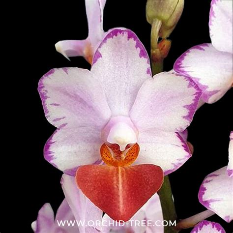 Phalaenopsis Liu's Triprince 'Splash' SM/Toga Orchid Plant - BS ...