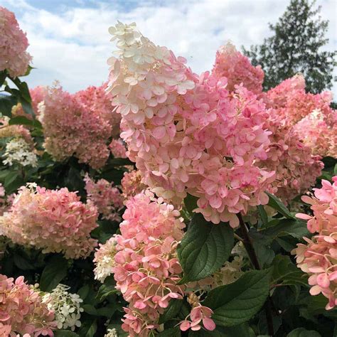 Strawberry Vanilla Hydrangea: Growing Tips You Wish You Knew Sooner ...