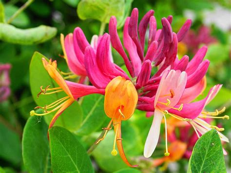 Honeysuckle Blooms