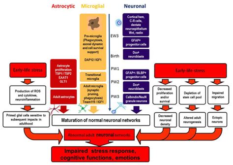 Early Life Events and Maturation of the Dentate Gyrus: Implications for ...