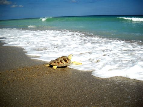 Loggerhead Turtle Migration Patterns 的图像结果