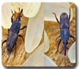 Crop Protection ::Crop Insect Pest