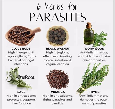 What Kills Parasites In Humans Naturally