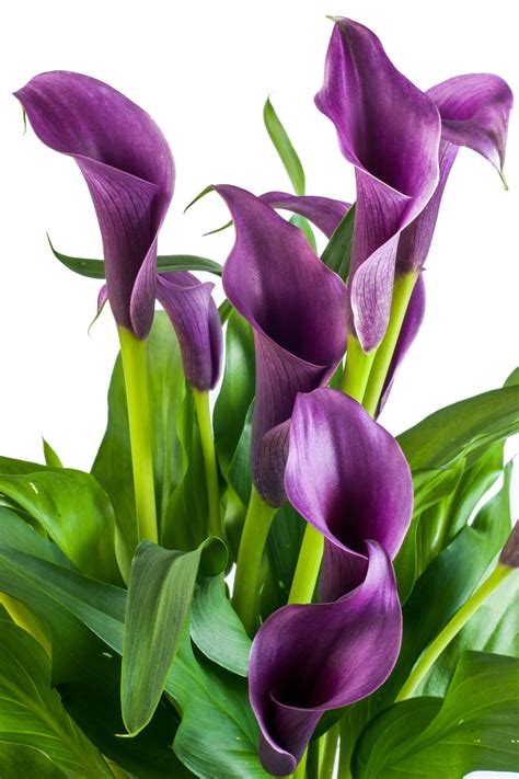 Purple Calla Lily Flower