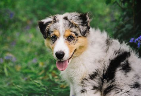 Essential Care Tips for Your Blue Merle Australian Shepherd