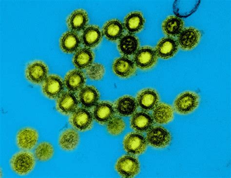 HHS, NIH launch next-generation universal vaccine platform for pandemic ...