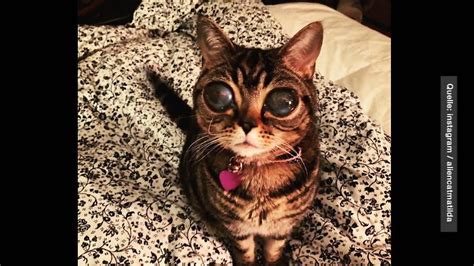 Image result for Alien Katze