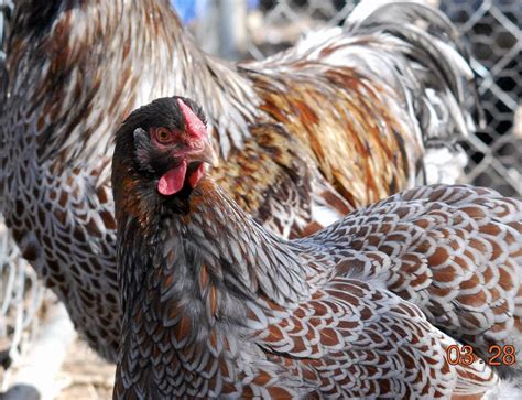 Blue Laced Red Wyandotte — DRAGONFLY FARM