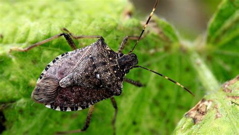 Where Do Stink Bugs Live