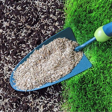 How To Plant Grass Seed - 2 Big Secrets To Get Grass To Grow Fast And Thick! in 2025 | Planting ...