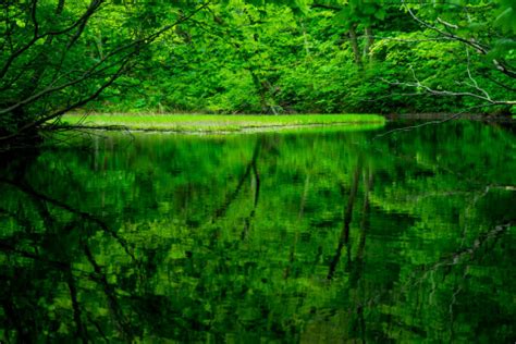 Image result for Alien Topps Card