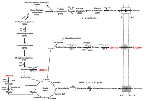 Lactate in the Tumor Microenvironment: An Essential Molecule in Cancer ...