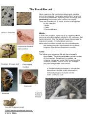 Fossil Dating Methods 的图像结果