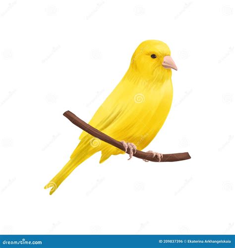 Yellow Canary Drawing