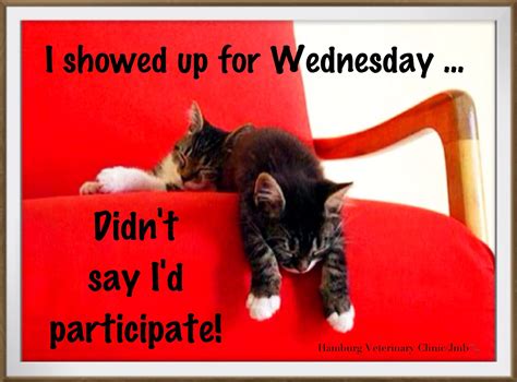 Discover 17 Cats-On Wednesdays... and cats ideas | happy wednesday ...