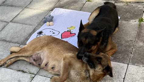 Pferd Kleinanzeigen | Pferd Anzeigenmarkt | Pferd Marktplatz | Pferd ...