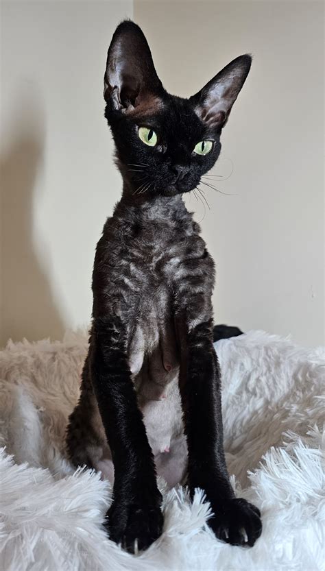 Devon Rex Kitten