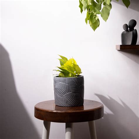 Frond-Dark Concrete-Leaf Imprint Planter, features an Embossed Leaves ...