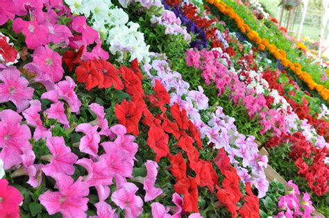 Annuals - 4 Seasons Vegie Farm