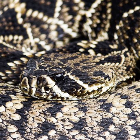 Eastern Diamondback Rattlesnake (Crotalus adamanteous) | about animals