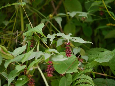 India Flora Online