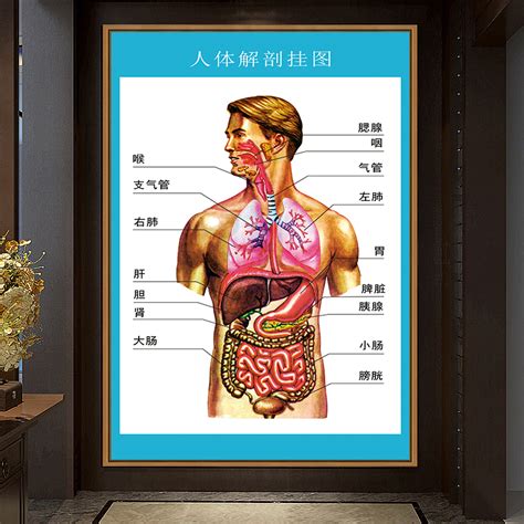 人體解剖圖結構示意圖人體內臟器官骨骼肌肉構造掛圖全身解刨圖片