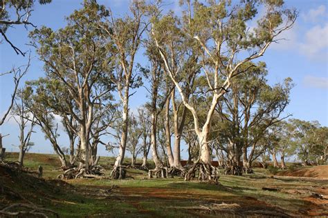 Image result for Alien Trees