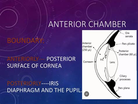 anatomy of anterior chamber of eye | PPTX