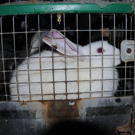 Cruel Practices in Farm Animal Husbandry - FOUR PAWS International ...