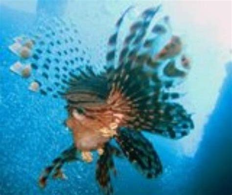 SEA DANCER DIVE CENTER (2026) All You Need to Know BEFORE You Go (with ...