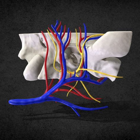 Anatomy of the temporal bone - LimesVet