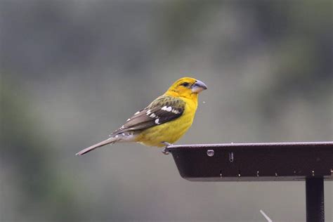 Antshrike's Bird Blog: Yellow Grosbeak at Concan, 2/19/19