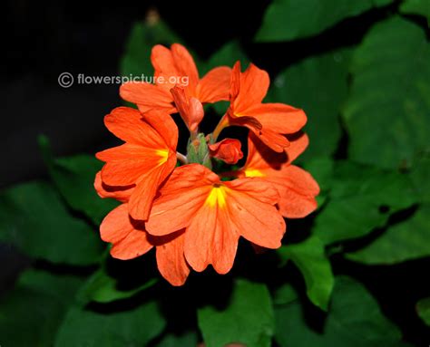 Crossandra | Crossandra infundibuliformis