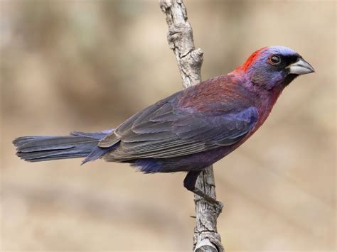 Varied Bunting Bird