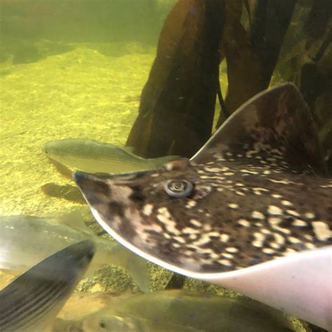 ILFRACOMBE AQUARIUM (2026) All You Need to Know BEFORE You Go (with ...