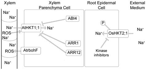 HKT Transporters—State of the Art