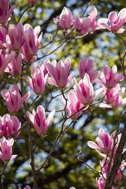 Image result for Bloom Flower Spring Fall