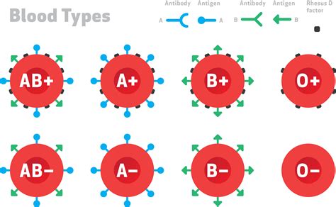 Antibody Blood Type Chart at Richard Sneed blog